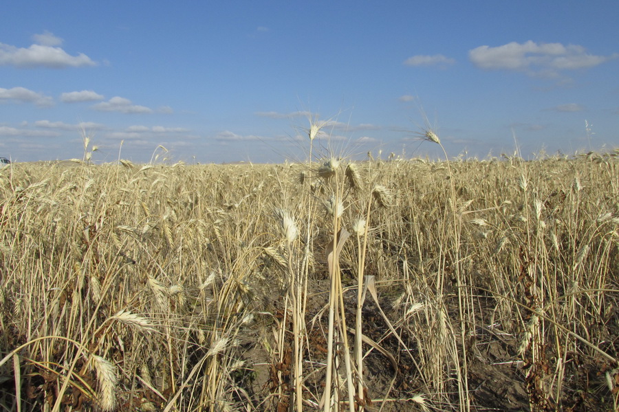 В Казахстане сложились удовлетворительные условия для созревания зерна 