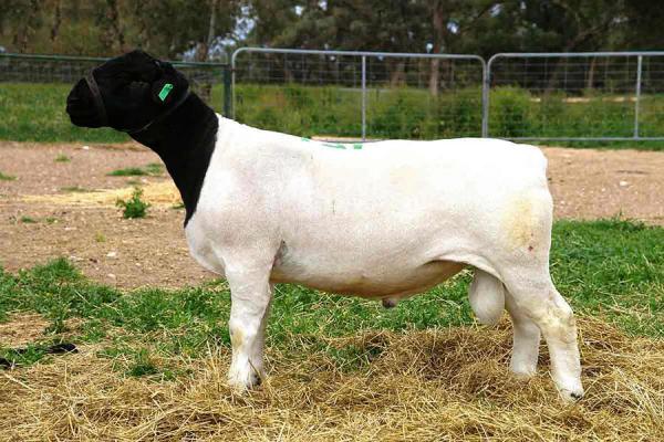 Ұлы мен анасы секс туралы видео