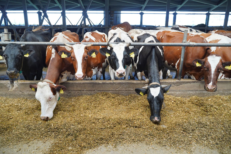 Почему фермеры Алматы выбирают алатауский скот. АгроКараван Молоко 2021, день 16