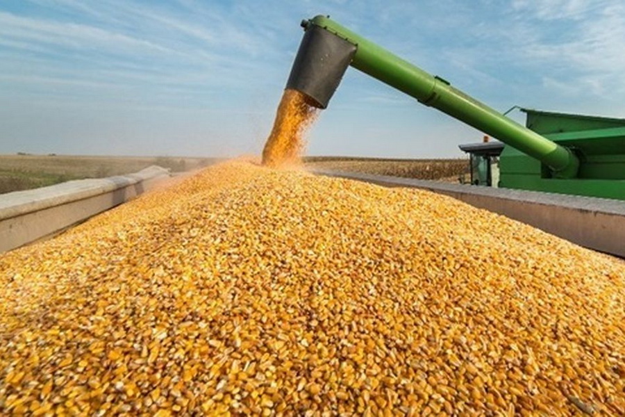 Россия намерена усилить контроль за вывозом зерна и масличных в Казахстан