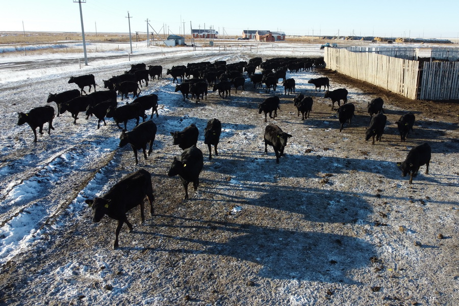 Открыть экспорт скота и мяса просят фермеры