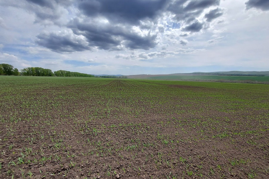 Озимая пшеница всходит на юге Казахстана