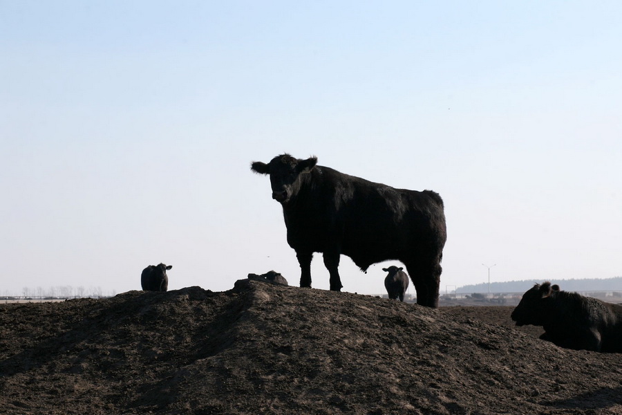 Экспорт скота в Китай взорвет цены на мясо