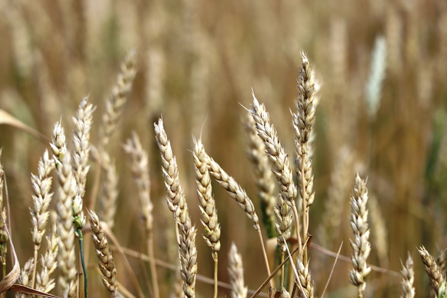 В Узбекистане растет спрос на казахстанскую пшеницу