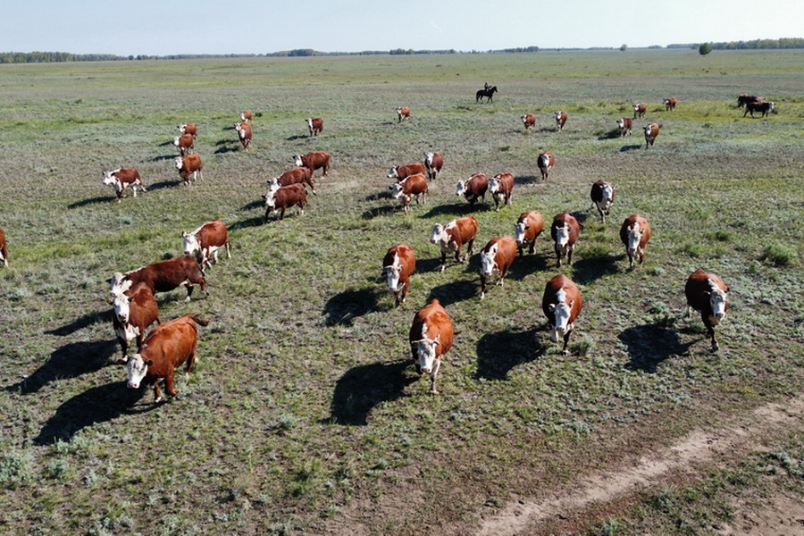 Какую цену в Казахстане дают за бычков qazaq aqbas