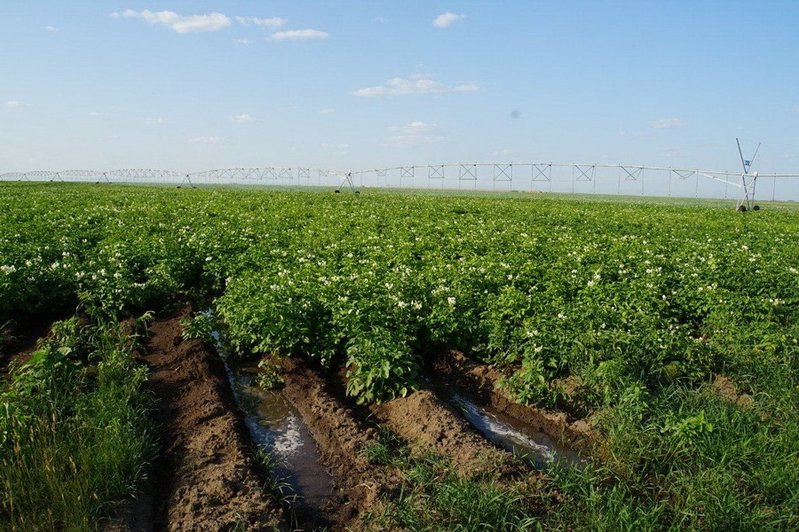 Павлодар облысында суармалы жер көлемі 56 мыңнан 200 мың гектарға дейін кеңейтіледі