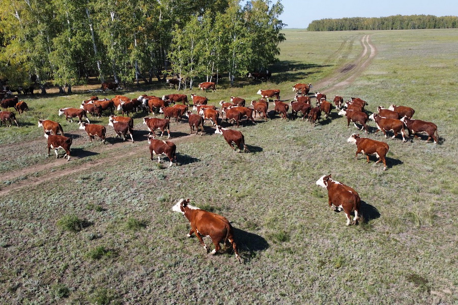 В Казахстане утверждены новые правила субсидирования животноводства