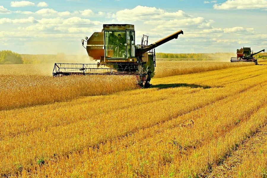 В Казахстане убрано 98,4% зерновых, намолочено 19,5 млн тонн зерна