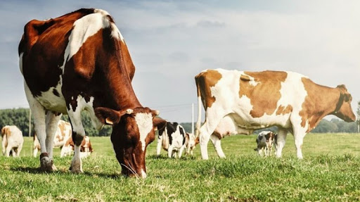 В Актюбинской области к 2025 г. увеличат поголовье скота в 3 раза