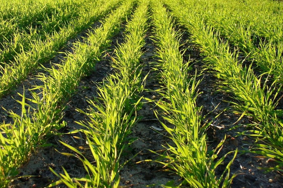 Посевы риса в Кызылодинской области сократят на 5,1 тыс. га