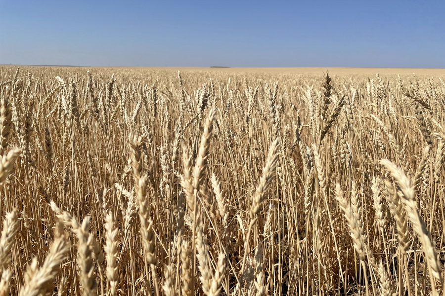 Пшеница подешевела в Казахстане