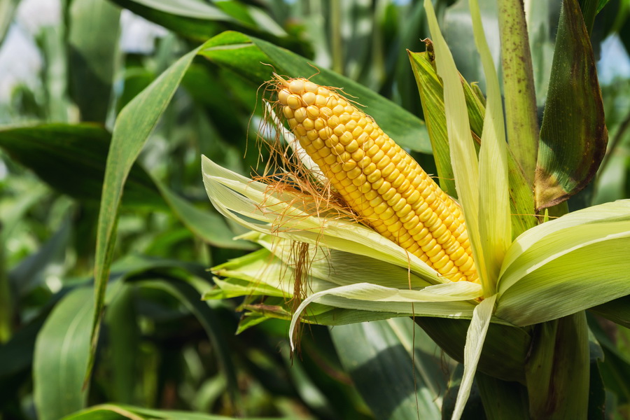 Нюансами выращивания кукурузы поделились ученые США и Канады