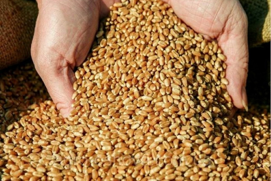 Ввести экспортные пошлины на зерно и масличные предлагают в РК