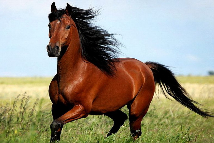 Казахстанская компания поставила в Японию первую партию конины 