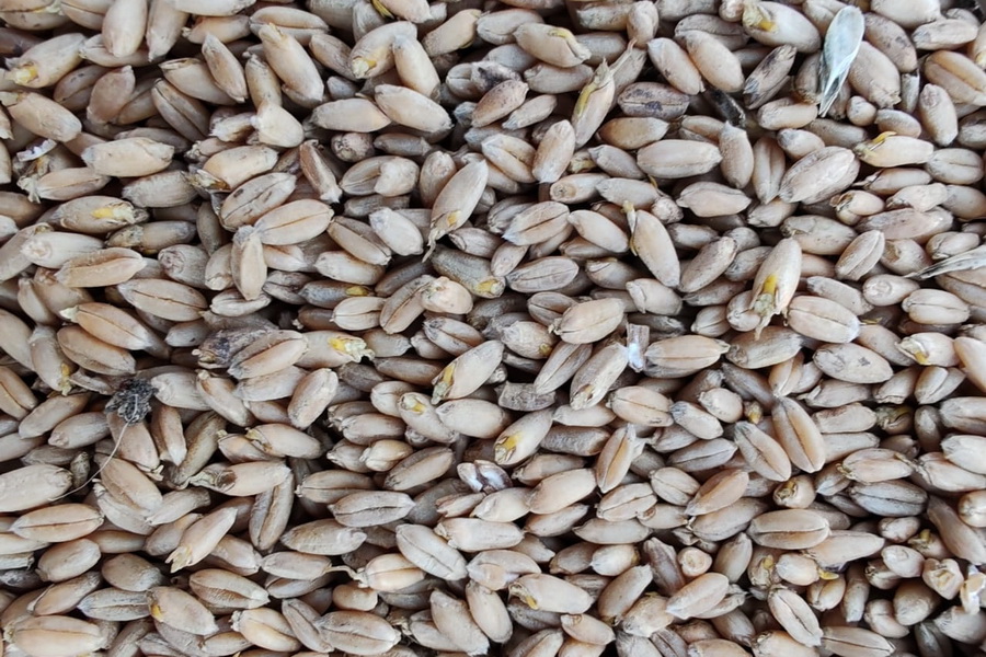 Проросшая казахстанская пшеница будет токсичной