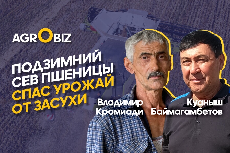 Урожайность разных сортов пшеницы в засушливых условиях Казахстана