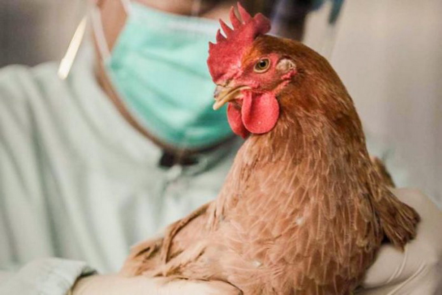 В граничащей с Казахстаном области России зарегистрирован птичий грипп