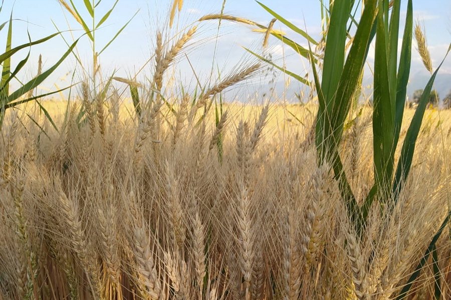 Неклассная пшеница составит до половины урожая Казахстана