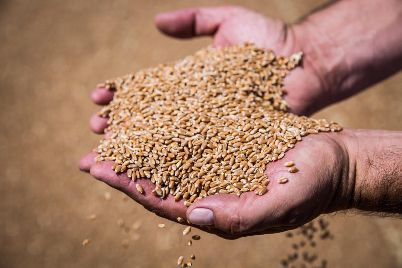 Основным покупателем оренбургского зерна за три месяца стал Казахстан — Россельхознадзор