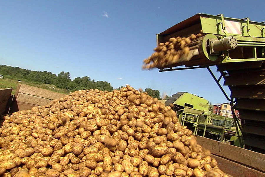 Павлодарские картофелеводы 15% урожая реализуют по фиксированным ценам