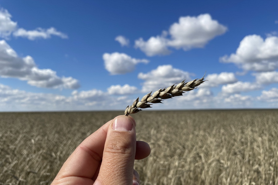 Казахстан резко сократит посевные площади под пшеницей