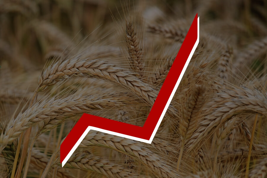 Цены на пшеницу достигли рекорда за 10 лет
