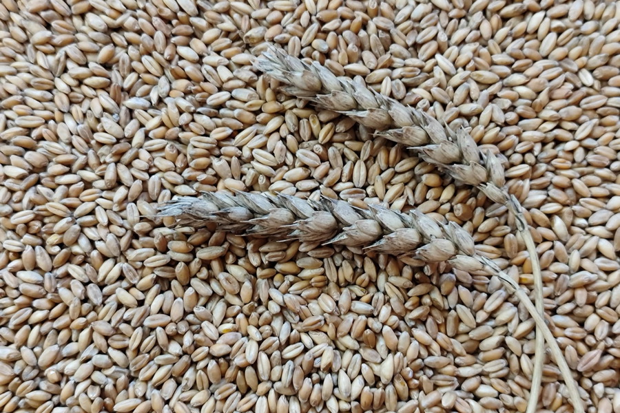 Продкорпорация реализует остатки пшеницы по цене от 95 тыс. тенге