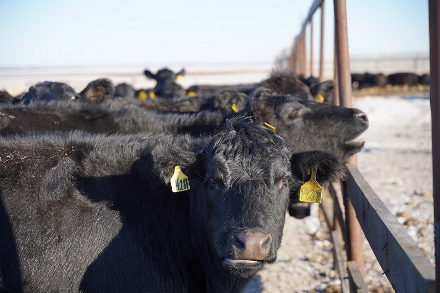 Прием заявок на экспорт скота начнется 2 февраля