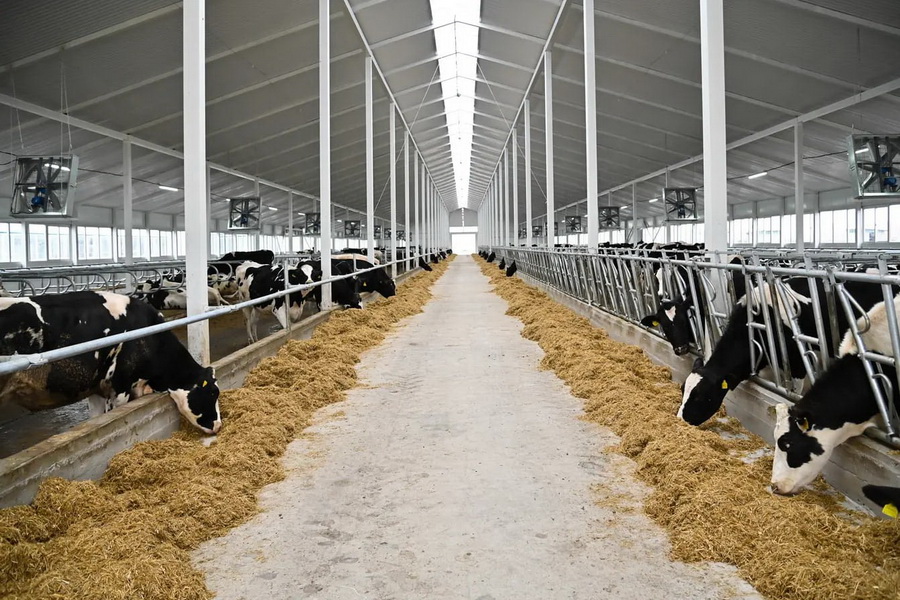 Еще одну молочную ферму на 600 голов запустили в СКО