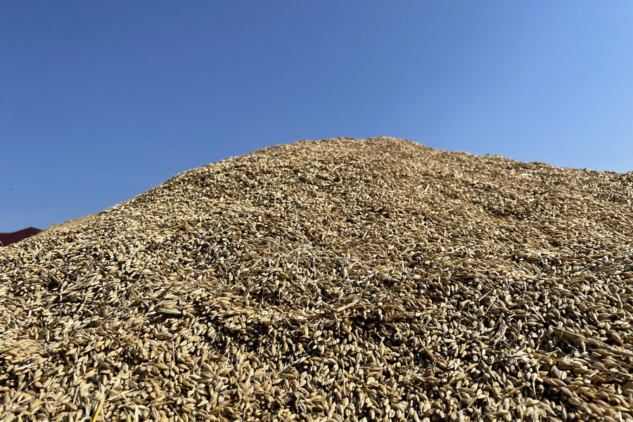Цены на казахстанскую пшеницу упали на $100 за полгода