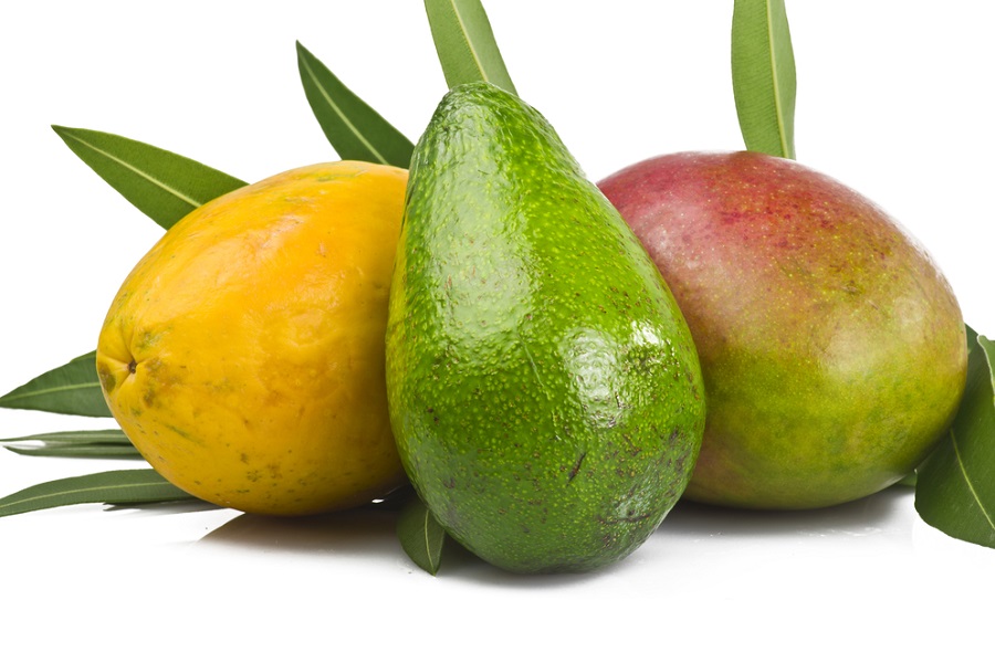 Манго и авокадо будут выращивать в Казахстане
