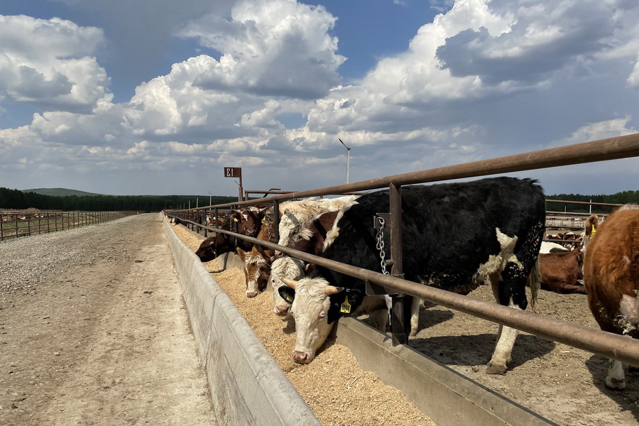Мясной союз Казахстана недоволен распределением квот на экспорт скота