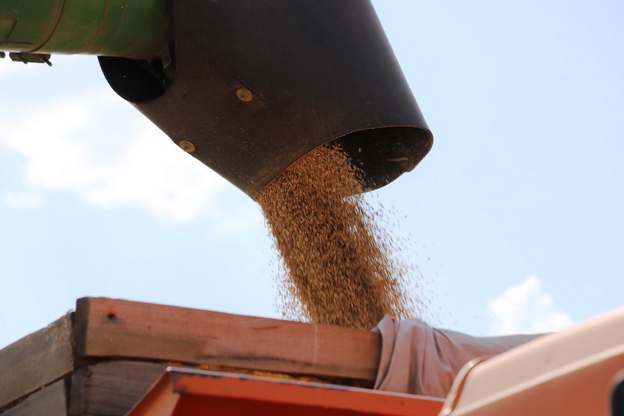 Стоимость закупа пшеницы у экспортеров составит 116 тыс. тенге