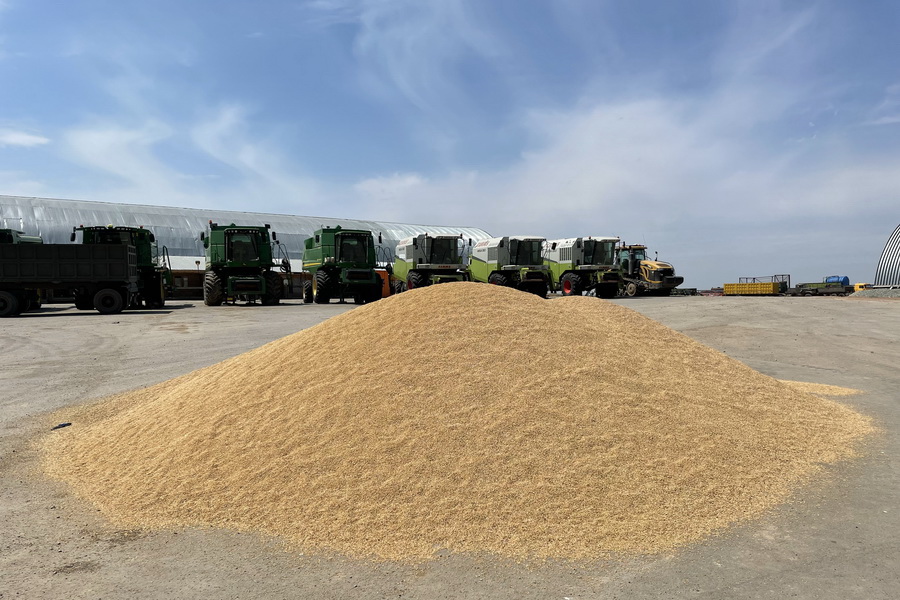 Урожай твердой пшеницы 20 ц/га получили в Найдоровском