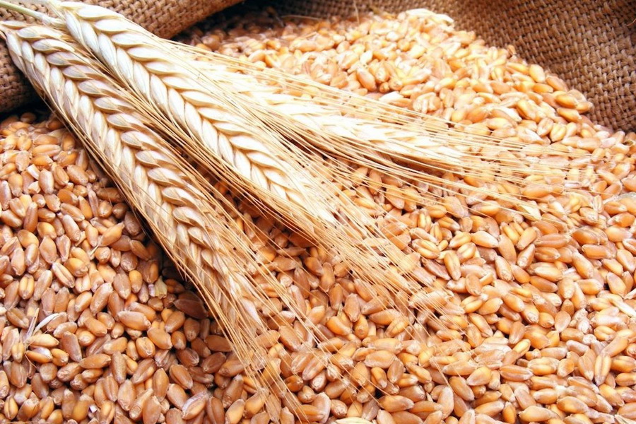 В России введут постоянное регулирование экспорта зерна 