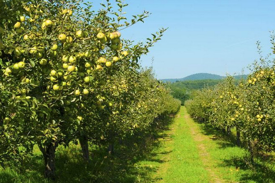 В Шымкенте интенсивные яблоневые сады разбили на 135 га