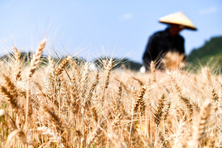 Увеличить производство зерна на 50 млн тонн намерен Китай