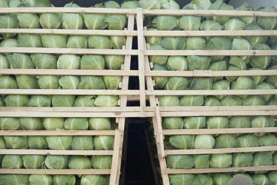 В Нур-Султан из Туркестанской области поставили 40 тонн капусты