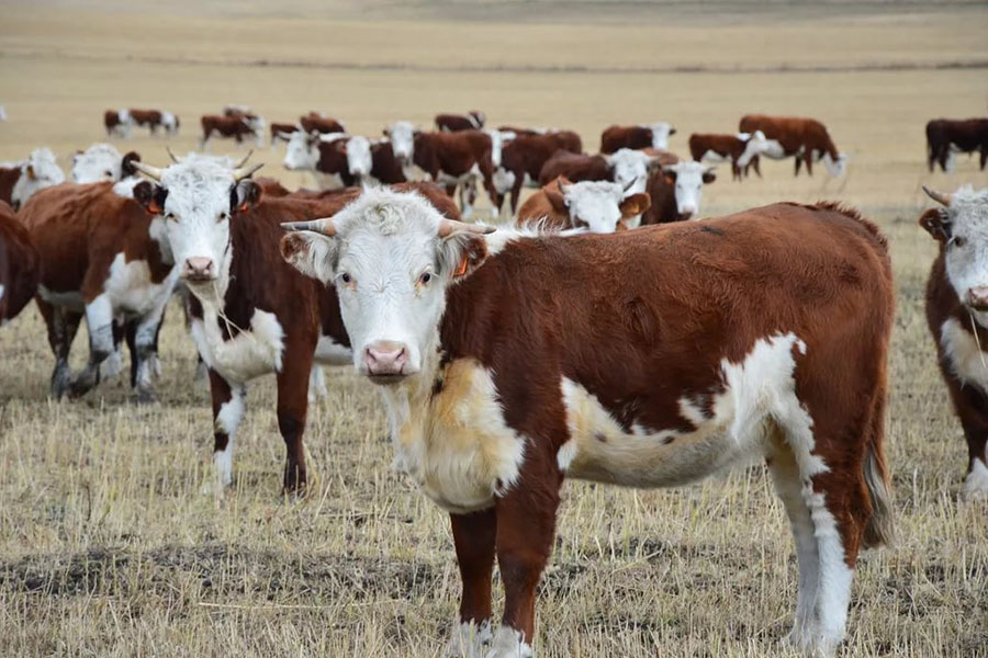 Мясной Союз: экспорт скота выгоден фермерам