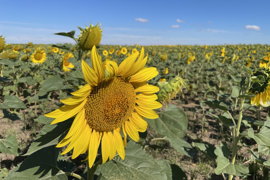 Урожай семян подсолнечника в Казахстане в 2023 году увеличен в два раза