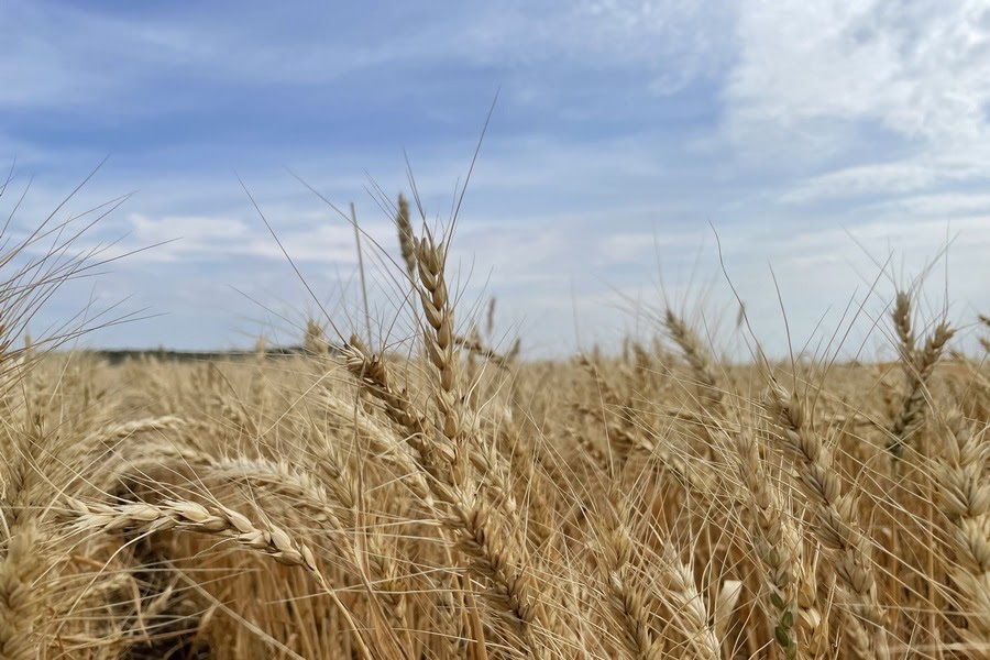 Россия резко понизила прогноз производства зерна