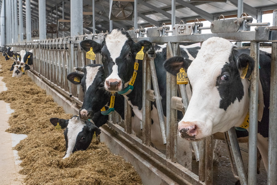 В Казахстане до конца года планируют ввести в эксплуатацию 16 молочных ферм