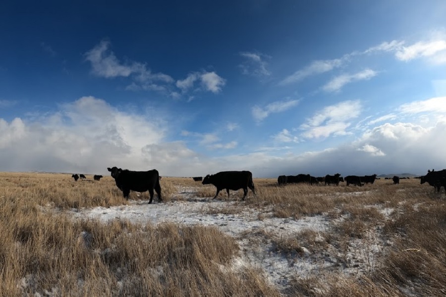 В Казахстане ожидается дождь с переходом в снег