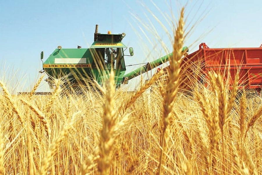 Аграрии Туркестанской области приступили к сбору урожая пшеницы