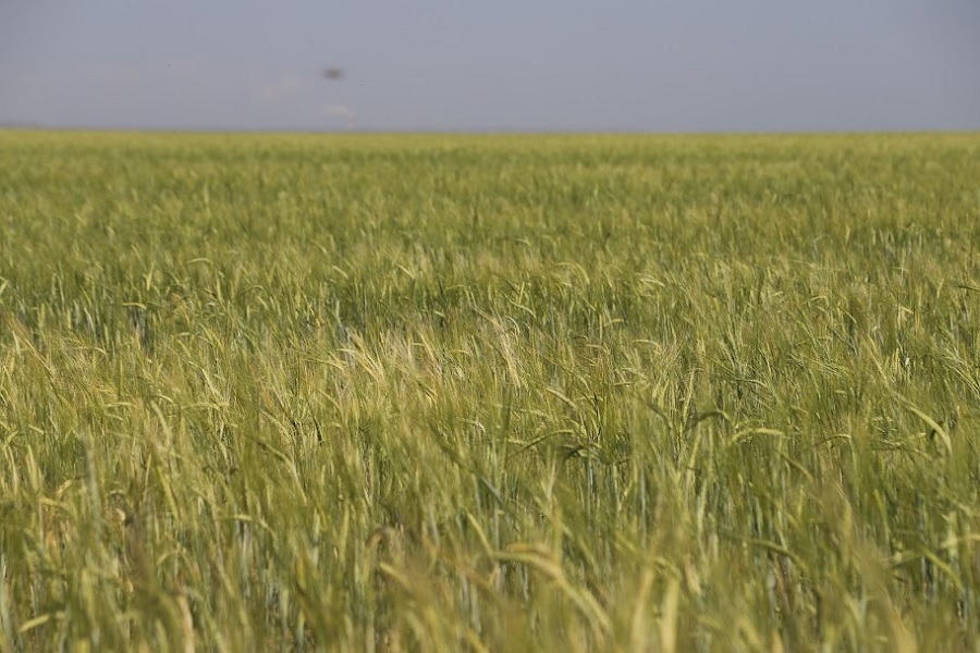 МСХ прогнозирует урожай зерновых на уровне среднегодовых объемов