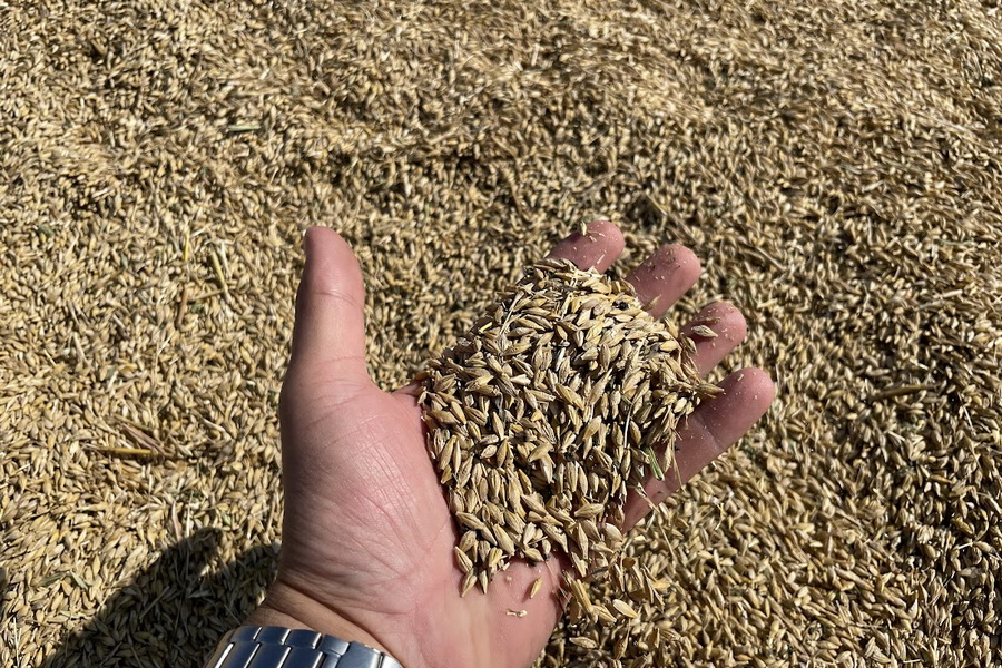 Мировая торговля пшеницей прогнозируется в объеме 194 млн тонн