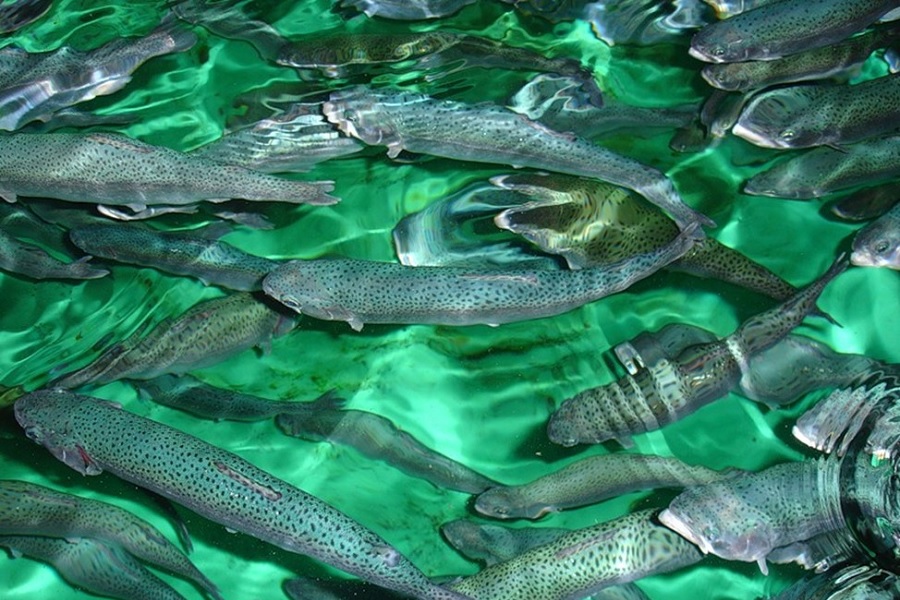 Производство рыбы в Казахстане выросло в 4 раза