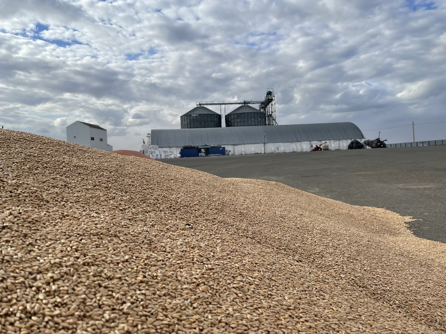 Казахстан снижает экспорт пшеницы на фоне падения цен