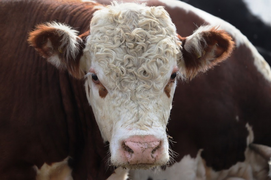 Квоты на экспорт скота начали действовать в Казахстане