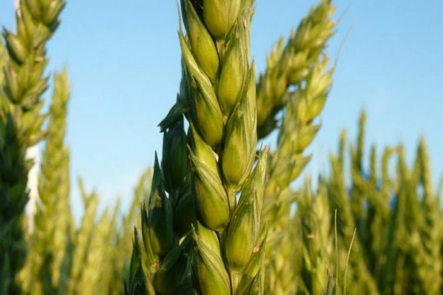 Заморозки и осадки сдержали посев озимой пшеницы на юге Казахстана